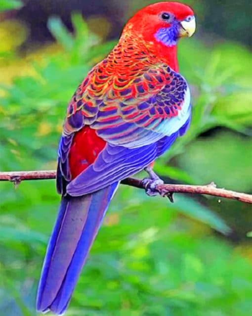 Purple And Red Bird paint by numbers