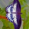 Purple And White Butterfly paint by numbers