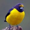 Purple And Yellow Bird paint by numbers