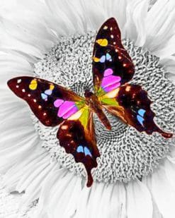 Purple Butterfly On Sunflower paint by numbers