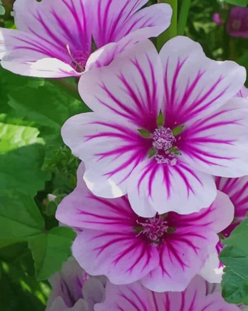 Purple Mallow Flowers paint by numbers