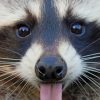 Raccoon Sticking Tongue Out paint by numbers