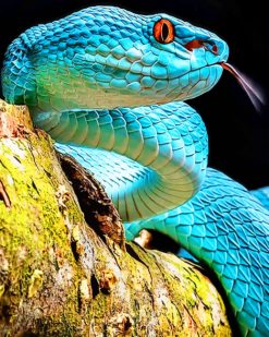 Real Blue Viper Snake paint by numbers