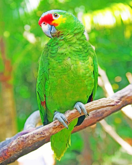 Red Browed Parrot paint by numbers