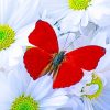 Red Butterfly On White Daisies paint by numbers