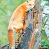 Red Fox On Tree paint by numbers