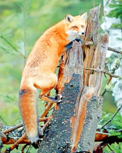 Red Fox On Tree paint by numbers