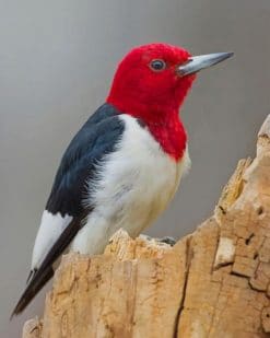 Red Headed Woodpecker Indiana paint by numbers