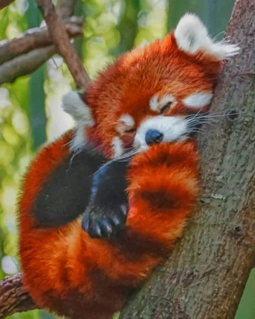 Red Panda Sleeping paint by numbers
