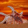 Sea Shell Sunset paint by number