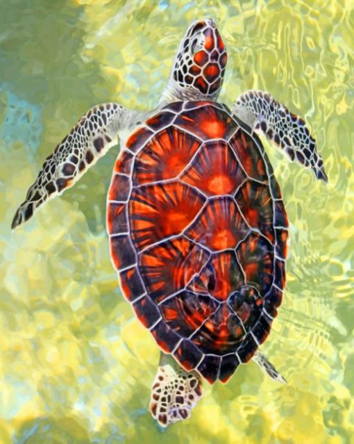 Sea Turtle Shell paint by numbers