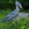 Shoebill Stork paint by numbers