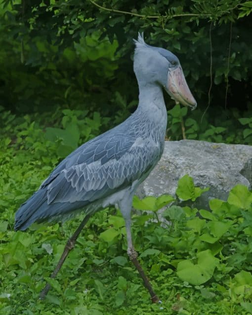 Shoebill Stork paint by numbers