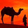 Silhouette Of Desert Camel Ride paint by numbers