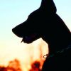 Silhouette Of Doberman paint by numbers
