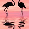 Silhouette Of Flamingo paint by numbers