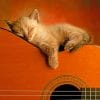Sleepy Kitten On Guitar paint by number
