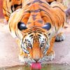 Tiger Drinking Water paint by numbers
