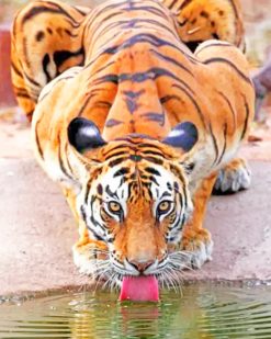 Tiger Drinking Water paint by numbers