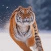 Tiger Running In The Snow paint by numbers