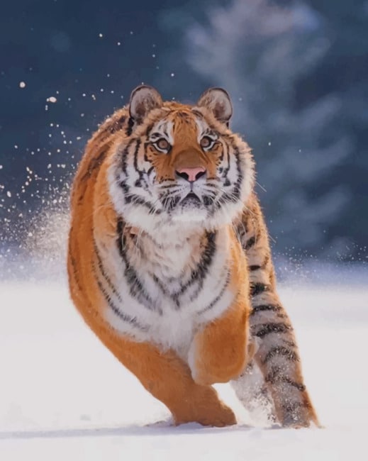 Tiger Running In The Snow paint by numbers
