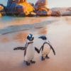 Penguins On The Beach paint by nnumbers
