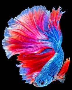Tropical Betta Fish paint by numbers