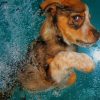 Underwater Puppy paint by number