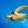 Underwater Turtle paint by number