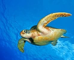 Underwater Turtle paint by number