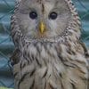 Ural owl paint by numbers