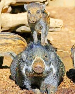 Mum And Baby Visayan Warty Pig paint by numbers