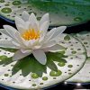 Water Lily With Rain Drops paint by number