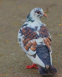 White And Gray Pigeon paint by numbers