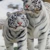 White Bengal Tigers paint by numbers