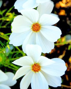 White Cosmos Flowers paint by numbers