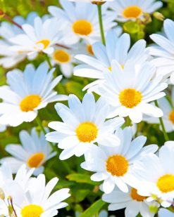 White Daisies Flowers paint by numbers