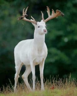 White Deer paint by numbers