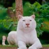 White Royal Tiger paint by numbers