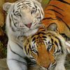 White Tiger And Tiger paint by numbers