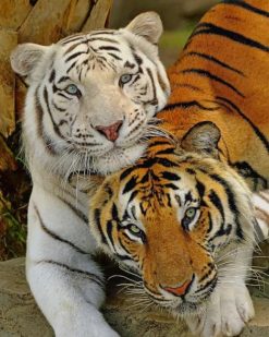 White Tiger And Tiger paint by numbers