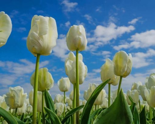 White Tulips paint by number
