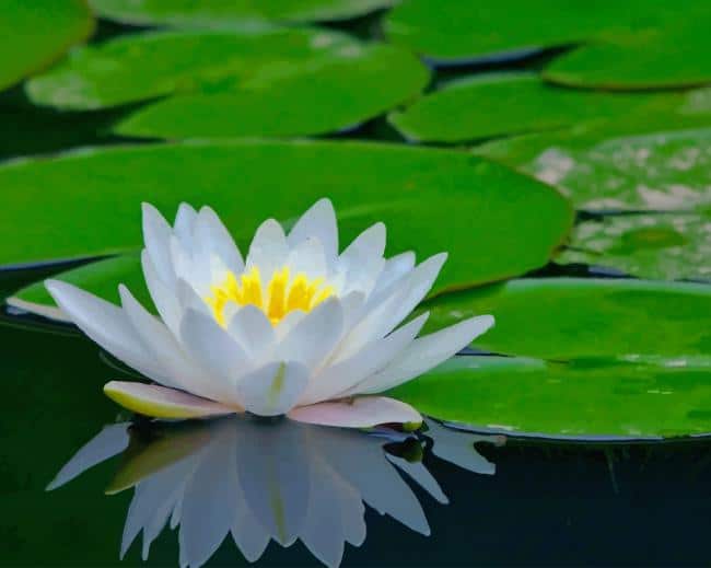 White Water Lily paint by number