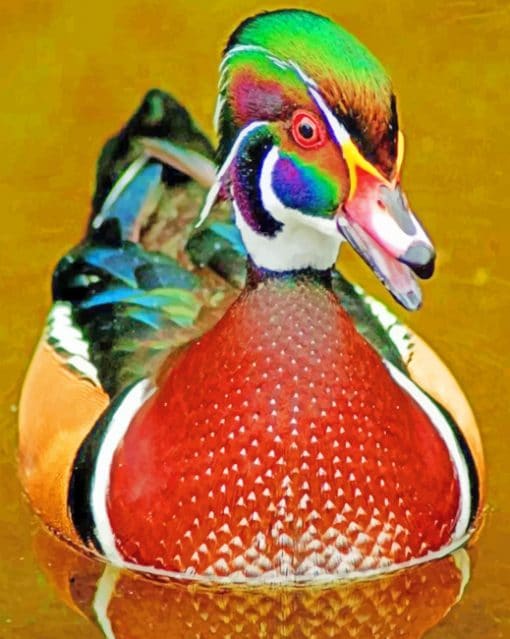 Wood Duck Bird paint by numbers