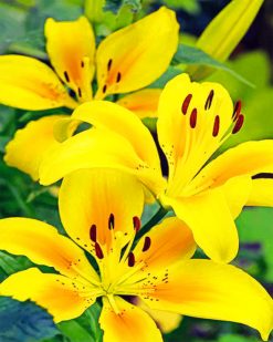 yellow Lily paint by numbers