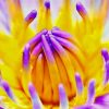 Yellow And Purple Flower paint by number