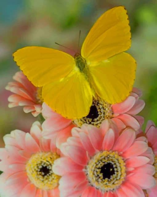 Yellow Butterfly On Pink Flowers paint by numbers