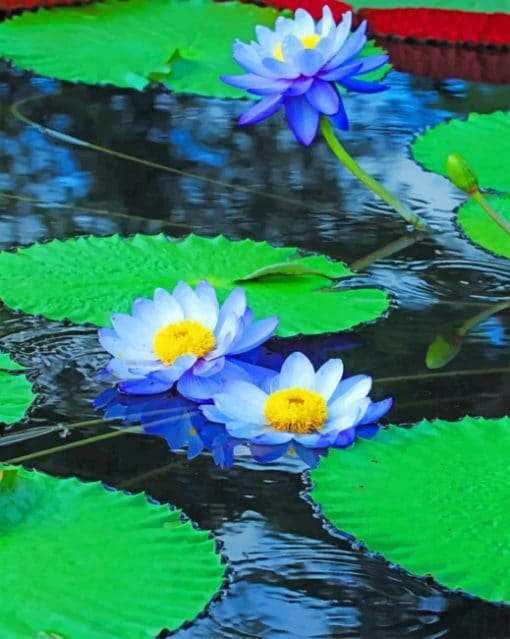 Blue Water Lilies paint by numbers