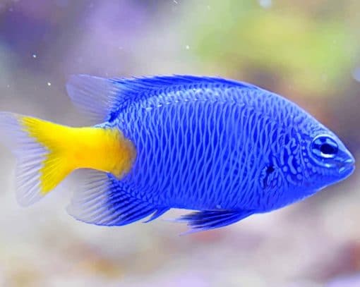 Blue And Yellow Fish paint by numbers