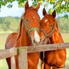Brown Horses In Farm paint by numbers